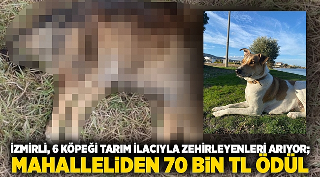 İzmirli, 6 köpeği tarım ilacıyla zehirleyenleri arıyor; Mahalleliden 70 bin TL ödül