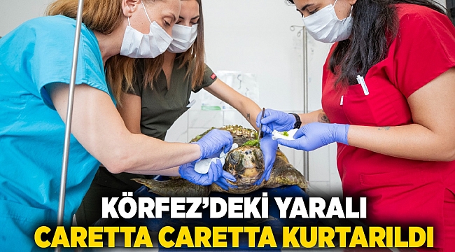 Körfez’deki yaralı Caretta caretta kurtarıldı