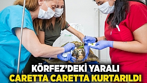 Körfez’deki yaralı Caretta caretta kurtarıldı