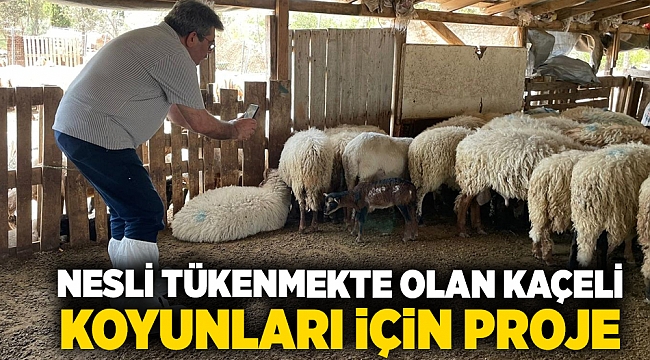 Nesli tükenmekte olan Kaçeli koyunları için proje