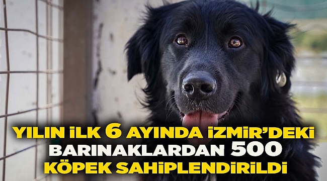 Yılın ilk 6 ayında İzmir'deki barınaklardan 500 köpek sahiplendirildi