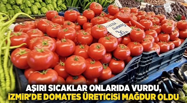 Aşırı sıcaklar onları da vurdu, İzmir'de domates üreticisi mağdur oldu