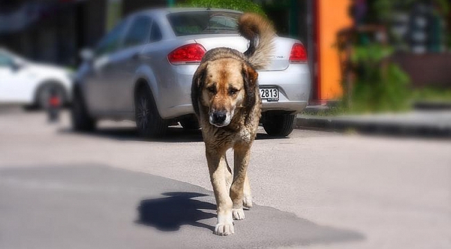 Başıboş köpek düzenlemesi bugün komisyonda görüşülecek