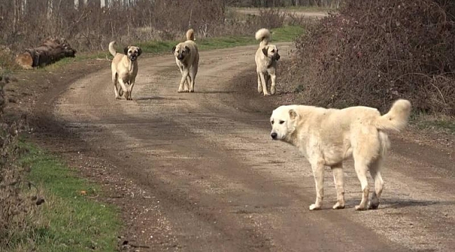 Başıboş köpeklere yönelik kanun teklifinin ilk 3 maddesi kabul edildi