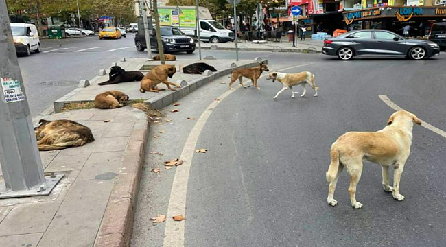 Başıboş sokak köpekleri düzenlemesi Meclis'te kabul edildi