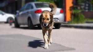 Başıboş sokak köpeklerine ilişkin teklif TBMM Başkanlığı'na sunuldu