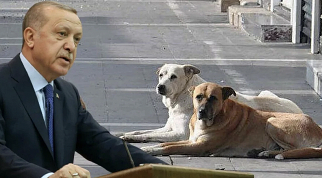 Cumhurbaşkanı Erdoğan'dan başıboş köpeklerle ilgili açıklama