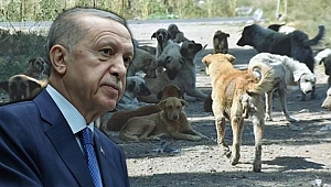 Cumhurbaşkanı Erdoğan'dan 'sokak hayvanları' açıklaması: Asla taviz yok