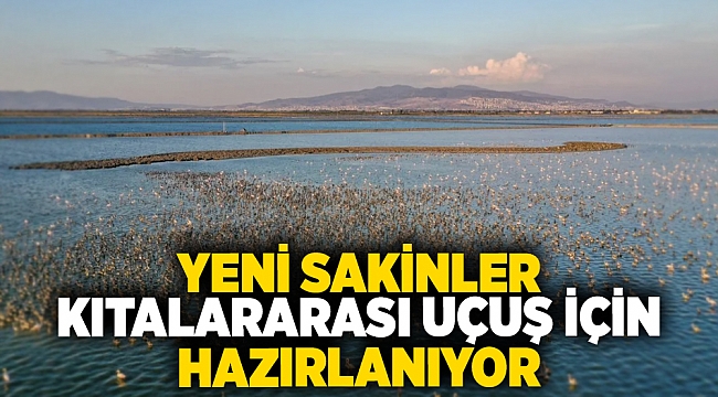 Flamingo adasındaki yeni sakinler, kıtalararası uçuş için hazırlıklarını tamamlıyor