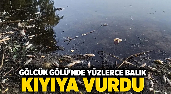 Gölcük Gölü'nde yüzlerce balık kıyıya vurdu