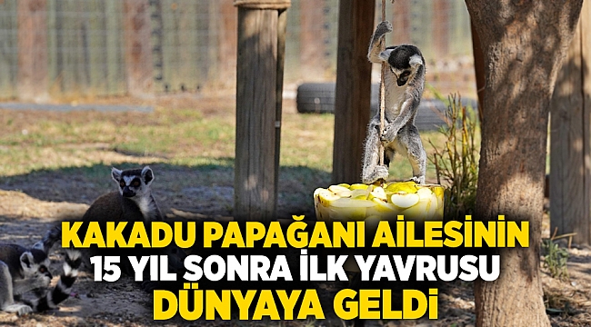 Kakadu papağanı ailesinin 15 yıl sonra ilk yavrusu dünyaya geldi