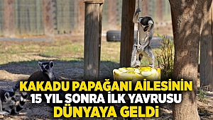 Kakadu papağanı ailesinin 15 yıl sonra ilk yavrusu dünyaya geldi