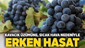 Kavacık üzümüne, sıcak hava nedeniyle erken hasat