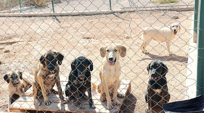 Kedi köpek maması ihracatı 73 milyon dolar