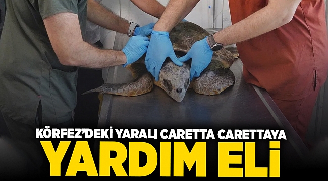 Körfez’deki yaralı Caretta carettaya yardım eli