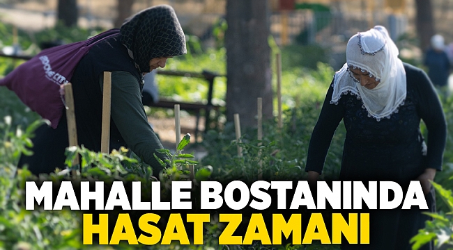 Mahalle bostanında hasat zamanı