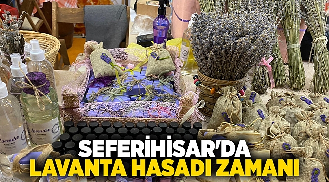 Seferihisar'da lavanta hasadı zamanı