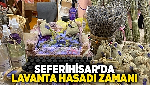 Seferihisar'da lavanta hasadı zamanı