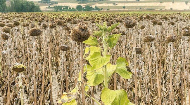 Sıcaklar ayçiçeği tarlalarını vurdu