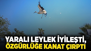 Yaralı leylek iyileşti, özgürlüğe kanat çırptı