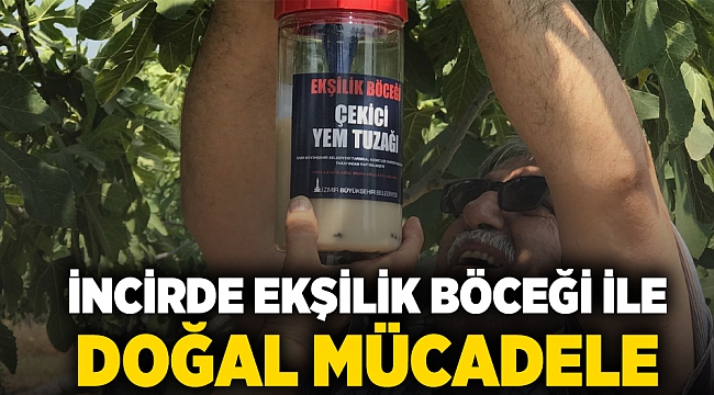 İncirde ekşilik böceği ile doğal mücadele