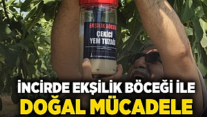 İncirde ekşilik böceği ile doğal mücadele