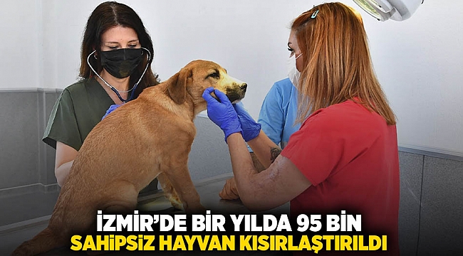 İzmir’de bir yılda 95 bin sahipsiz hayvan kısırlaştırıldı