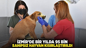 İzmir’de bir yılda 95 bin sahipsiz hayvan kısırlaştırıldı