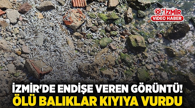 İzmir'de endişe veren görüntü! Ölü balıklar kıyıya vurdu