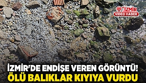 İzmir'de endişe veren görüntü! Ölü balıklar kıyıya vurdu