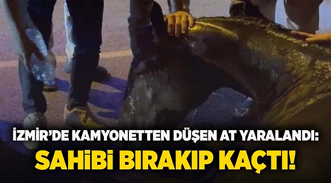 İzmir'de kamyonetten düşen at yaralandı: Sahibi bırakıp kaçtı