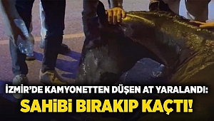 İzmir'de kamyonetten düşen at yaralandı: Sahibi bırakıp kaçtı