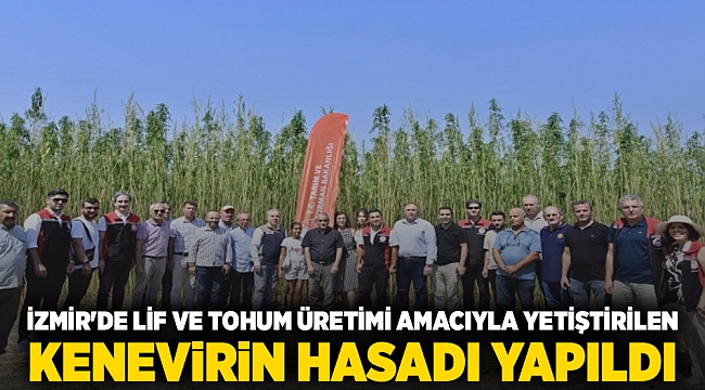 İzmir'de lif ve tohum üretimi amacıyla yetiştirilen kenevirin hasadı yapıldı