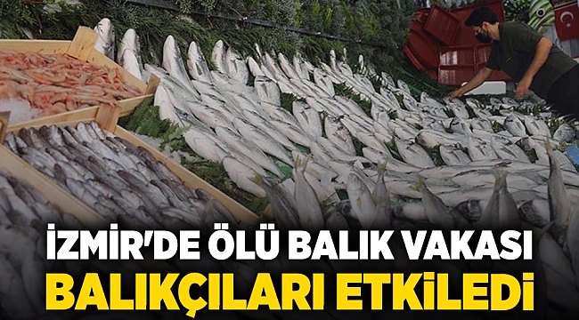 İzmir'de ölü balık vakası balıkçıları etkiledi