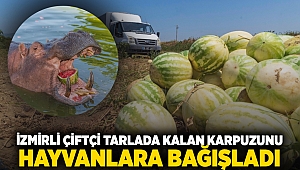 İzmirli çiftçi tarlada kalan karpuzunu hayvanlara bağışladı