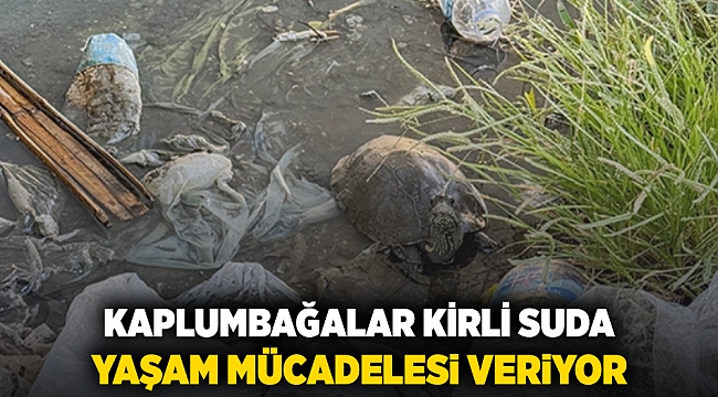 Kaplumbağalar kirli suda yaşam mücadelesi veriyor