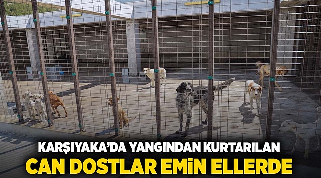 Karşıyaka’da yangından kurtarılan can dostlar emin ellerde