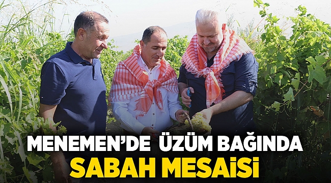 Menemen'de üzüm bağında sabah mesaisi