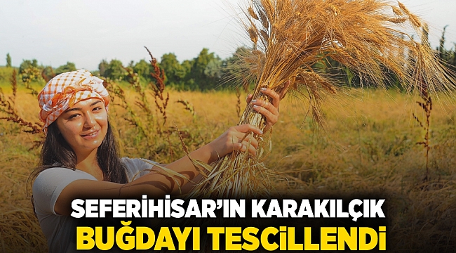 Seferihisar’ın Karakılçık Buğdayı Tescillendi