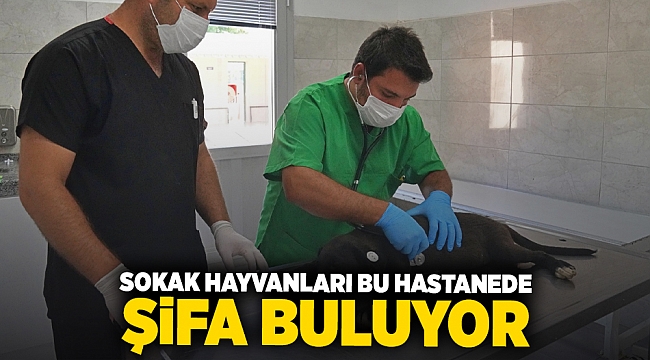 Sokak hayvanları bu hastanede şifa buluyor