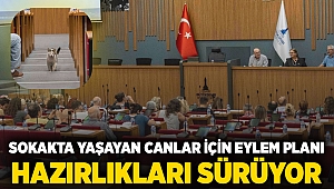 Sokakta yaşayan canlar için eylem planı hazırlıkları sürüyor