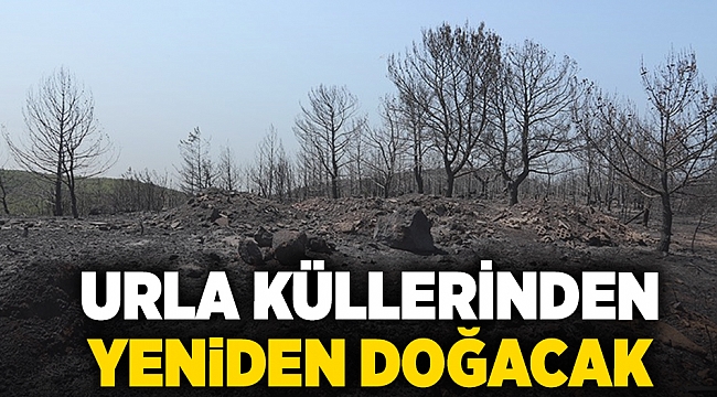 Urla küllerinden yeniden doğacak