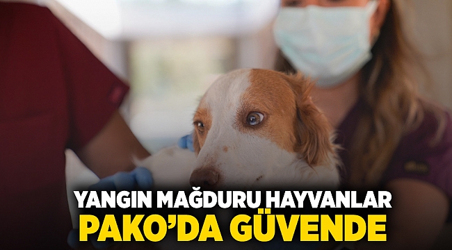 Yangın mağduru hayvanlar PAKO’da güvende