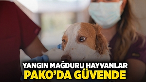 Yangın mağduru hayvanlar PAKO’da güvende