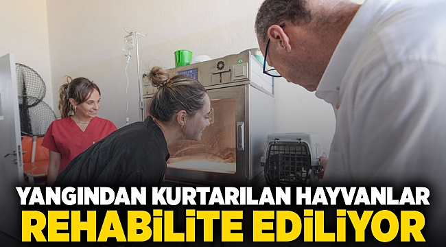 Yangından kurtarılan hayvanlar rehabilite ediliyor