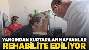 Yangından kurtarılan hayvanlar rehabilite ediliyor