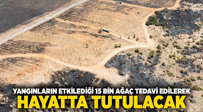 Yangınların etkilediği 15 bin ağaç tedavi edilerek hayatta tutulacak