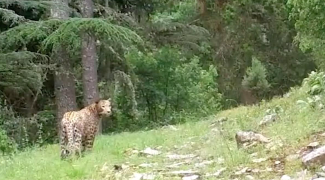 Anadolu parsı bir kez daha görüntülendi