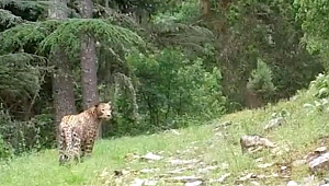 Anadolu parsı bir kez daha görüntülendi