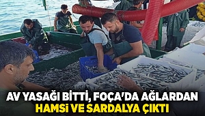 Av yasağı bitti, Foça'da ağlardan hamsi ve sardalya çıktı